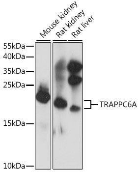 Western blot