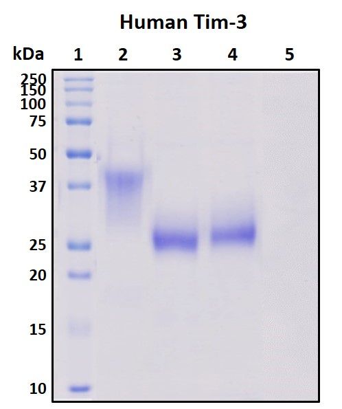 SDS-PAGE