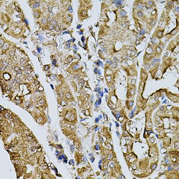 Immunohistochemistry - MYL1 antibody (144-08438)