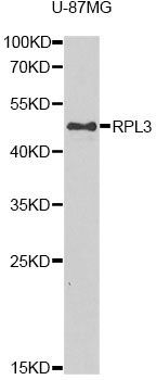 Western blot - RPL3 antibody (144-06973)