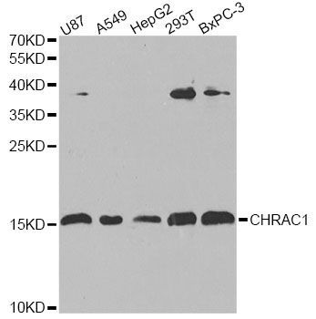 Western blot - CHRAC1 antibody (144-07372)