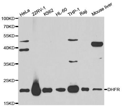 Western blot - DHFR Polyclonal Antibody (144-01607)