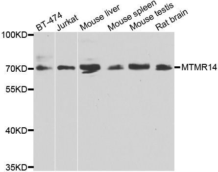 Western blot - MTMR14 antibody (144-07480)