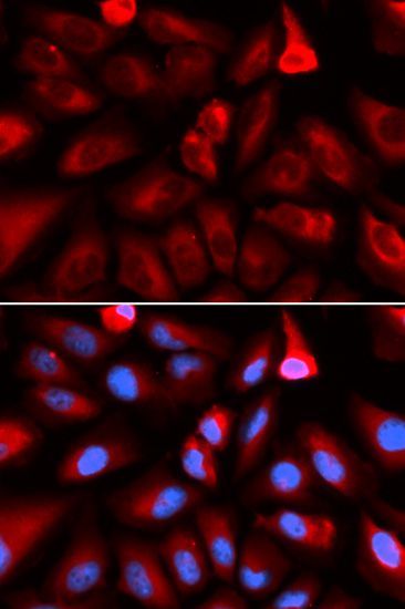 Immunofluorescence - FKBP4 Polyclonal Antibody (144-05643)