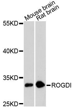 Western blot - ROGDI antibody (144-61470)
