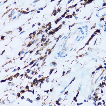Immunohistochemistry - SPN antibody (144-06412)