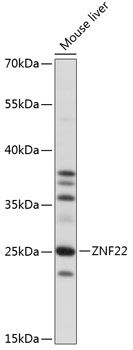 Western blot