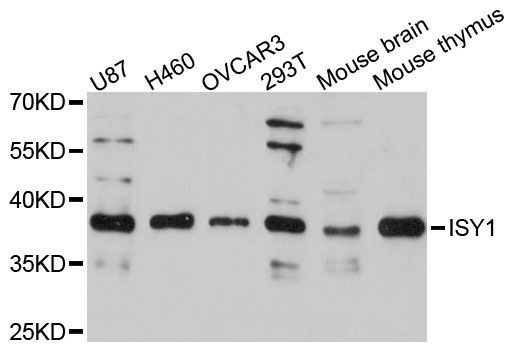 Western blot - ISY1 antibody (144-60494)