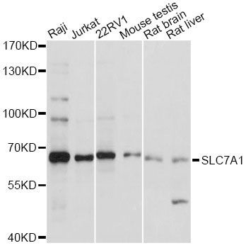 Western blot - SLC7A1 antibody (144-60793)