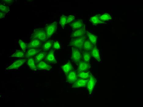 Immunofluorescence - SSRP1 antibody (144-013636)