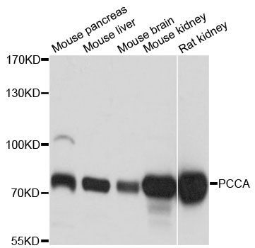 Western blot - PCCA antibody (144-09486)