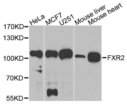 Western blot - FXR2 antibody (144-04313)