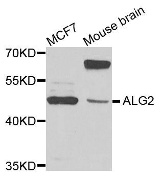 Western blot - ALG2 antibody (144-07843)