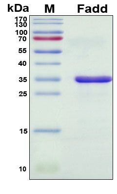 SDS-PAGE