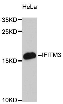 Western blot - [KO Validated] IFITM3 Polyclonal Antibody (144-013070)