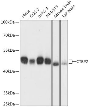 Western blot
