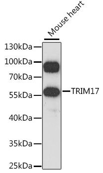 Western blot