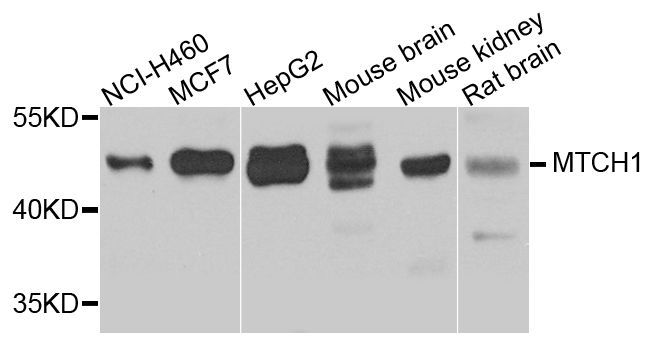 Western blot - MTCH1 Polyclonal Antibody (144-08063)