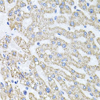 Immunohistochemistry - SDC2 antibody (144-01810)