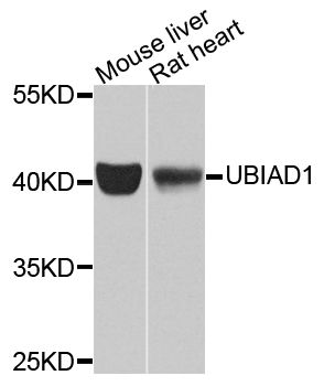 Western blot - UBIAD1 antibody (144-07640)