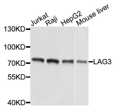 Western blot - LAG3 antibody (144-02996)