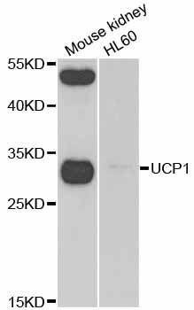 Western blot - UCP1 antibody (144-05857)