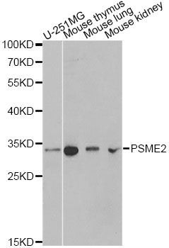 Western blot - PSME2 antibody (144-013631)