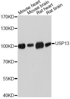Western blot - USP13 Polyclonal Antibody (144-010264)