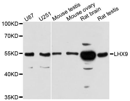Western blot - LHX9 antibody (144-12717)