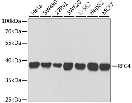 Western blot - RFC4 Polyclonal Antibody (144-05485)