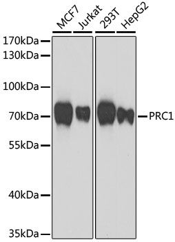 Western blot - PRC1 Polyclonal Antibody (144-07029)