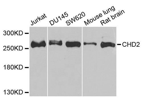 Western blot - CHD2 antibody (144-05895)
