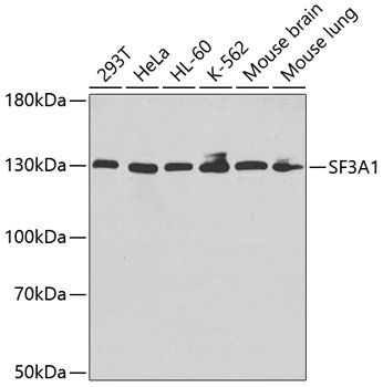 Western blot