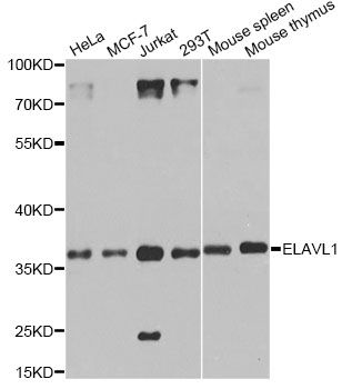 Western blot - ELAVL1 Polyclonal Antibody (144-61434)