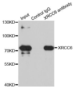 Immunohistochemistry - XRCC6 Polyclonal Antibody (144-07330)