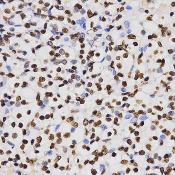 Immunohistochemistry - DiMethyl-Histone H3-K4 pAb (144-61340)
