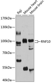 Western blot