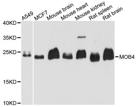 Western blot - MOB4 antibody (144-04590)