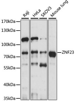 Western blot