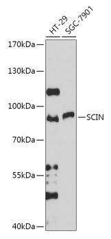 Western blot