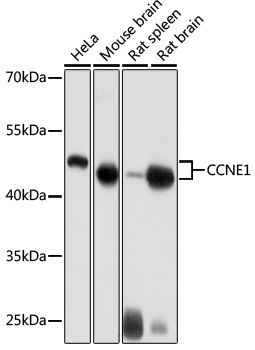 Western blot