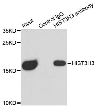 Immunoprecipitation - 3ug HIST3H3 antibody (144-61338)