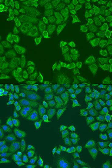 Immunofluorescence - PABPC4 antibody (144-05948)