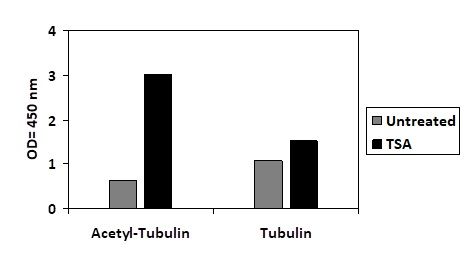 Acetylated-Alpha Tubulin-ELISA Kit