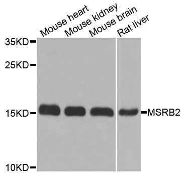 Western blot - MSRB2 antibody (144-08364)