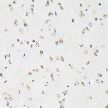 Immunohistochemistry - EFTUD2 Antibody (144-07040)