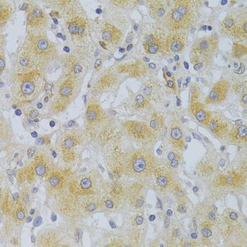 Immunohistochemistry - EIF4G1 Antibody (144-07552)