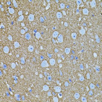 Immunohistochemistry - STX1A antibody (144-07931)