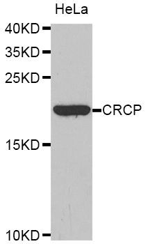 Western blot - CRCP Polyclonal Antibody (144-61393)