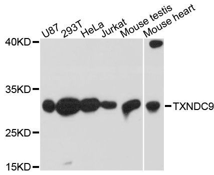 Western blot - TXNDC9 antibody (144-61482)